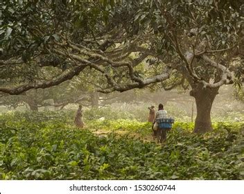 276 Mango Orchard In India Images, Stock Photos, 3D objects, & Vectors | Shutterstock