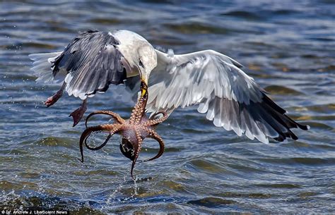 Octopus tries to fight off a seagull by wrapping its tentacles around the bird's beak | Daily ...