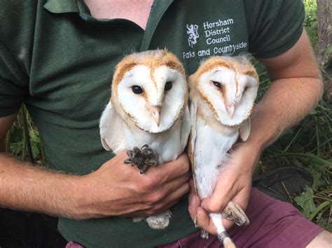 Barn Owl chicks found by HDC countryside wardens | Friends of Chesworth ...