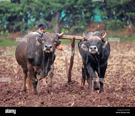 oxen team plowing farm field in rural Peru Stock Photo - Alamy