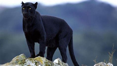 panthers, Big Cats, Animals, Black Panther, Nature Wallpapers HD / Desktop and Mobile Backgrounds