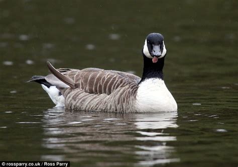 Sick teenage yobs 'attack' goose leaving it with just half a beak and its tongue hanging out ...