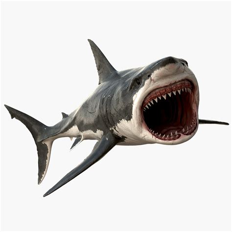 realistic great white shark 3d model