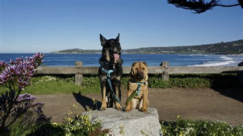 California's Top Pet Friendly Attraction: Carmel Beach