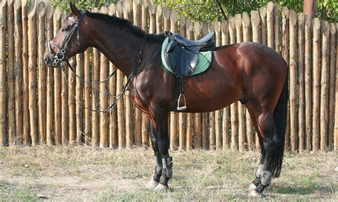 Understanding the Difference Between Horse Tack and Equipment - Tack