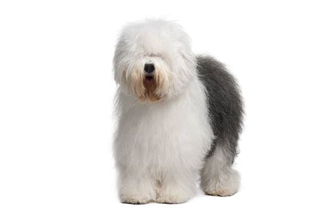 Old English Sheepdog Dog Breed Information