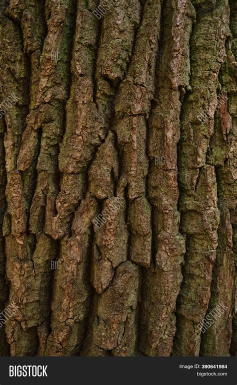 Old Tree Bark Texture Image & Photo (Free Trial) | Bigstock