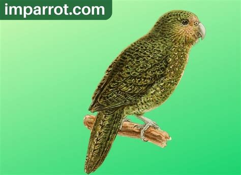 Kakapo Conservation ( How to save them!) - imparrot