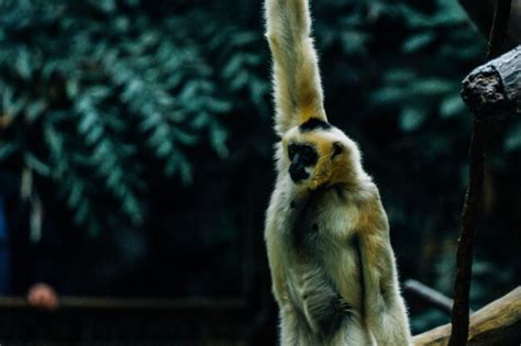 Premium Photo | Gibbon with arms raised