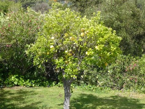 Grapefruit Tree Pictures, Information on Grapefruit Trees