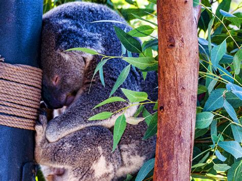 Sleeping Koala Bear Free Stock Photo - Public Domain Pictures