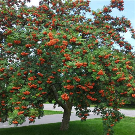 Ash, Mountain(Sorbus Americana) - Schumacher's Nursery & Berry Farm