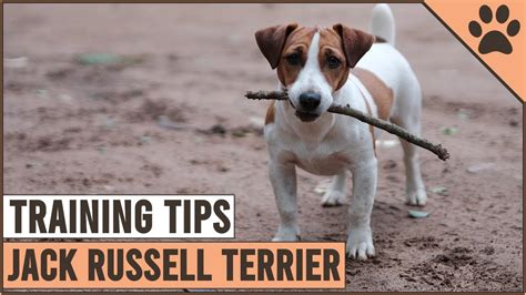 How To Train A Jack Russell Terrier | Dog World - YouTube