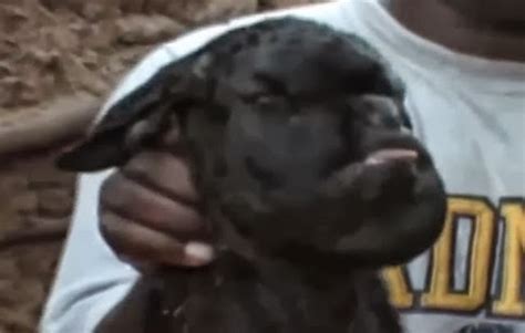 SHOCKING : Goat Born With Human Face(PHOTO AND VIDEO)