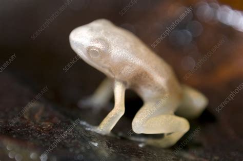 Albino frog - Stock Image - C001/1210 - Science Photo Library