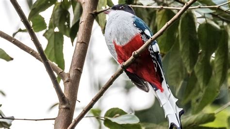 Meet The Tocororo, Cuba’s National Bird