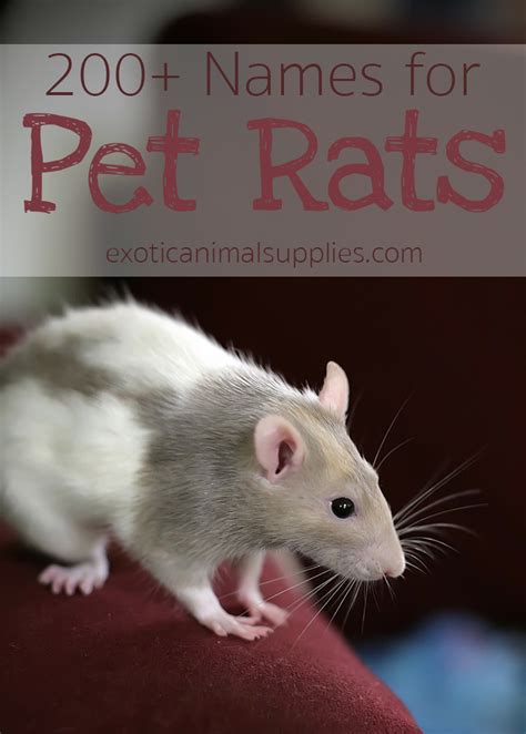 Pet Rat Names - Male, Female, & Pairs - Exotic Animal Supplies