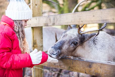 Meet The Reindeer | Kielder Winter Wonderland