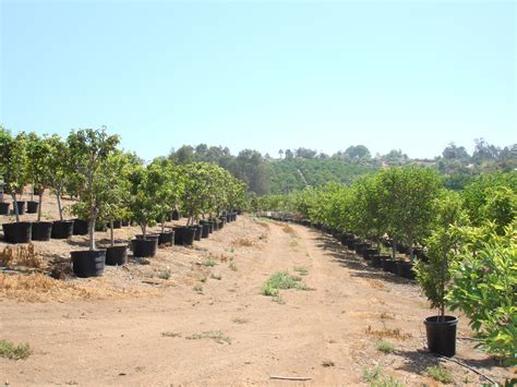 California Tropical Fruit Tree Nursery