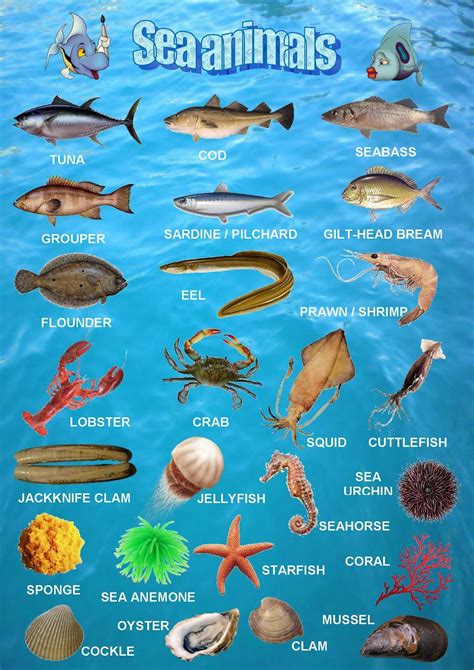 Sea Animals List A To Z