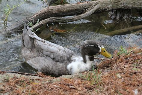 Manky Mallard Photograph by Barbara Charles | Fine Art America