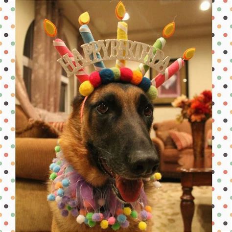 German Shepherd Birthday Meme Pin by Julie Presnell On Happy Birthday Puppy Birthday | BirthdayBuzz