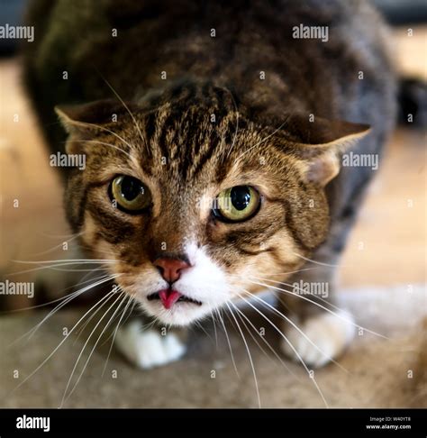 Cat showing its fangs hi-res stock photography and images - Alamy