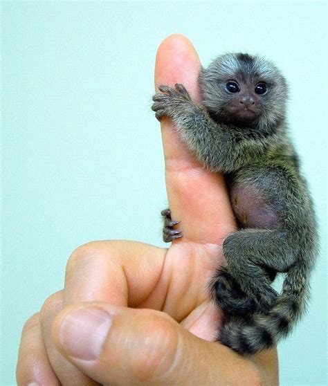 Baby Pygmy Marmoset - Monkey | Size | For Adoption - Primates Park