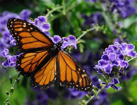 After Drastic Drop In Population, Wildlife Officials Hope To Bring Monarch Butterflies Back To ...