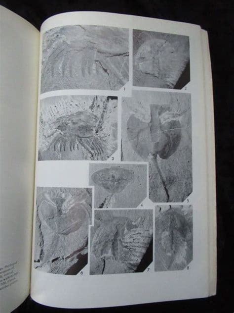 EVOLUTION AND MORPHOLOGY OF THE TRILOBITA TRILOBITOIDEA AND MEROSTOMATA FOSSILS AND STRAT 1975