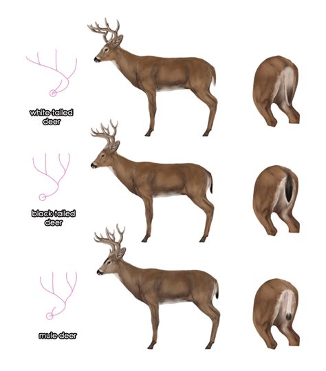 The Anatomy Of A Whitetail Deer - ANATOMY