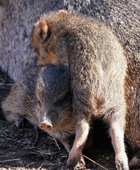 A Baby Javelina Climbs On It's Sibling Photograph by Moment of Perception