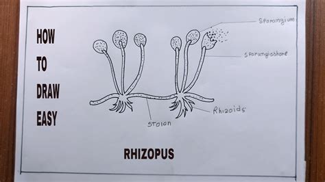 How To Draw Rhizopus/Diagram Of Rhizopus - YouTube