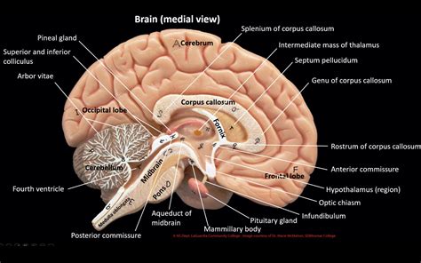 Brain Anatomy Model Labeled | informacionpublica.svet.gob.gt