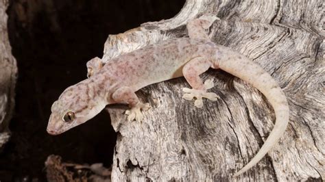 Australian Gecko Animal Facts - Zoological World