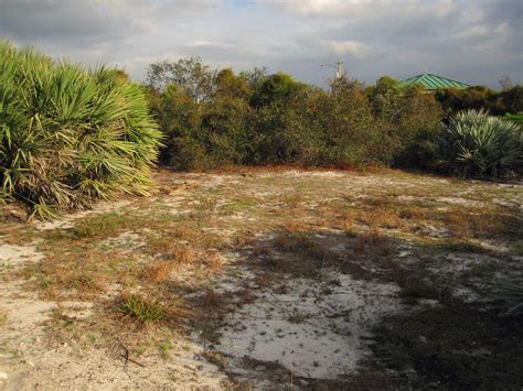 Gardening South Florida Style: Native Florida Sand Pine Scrub Land