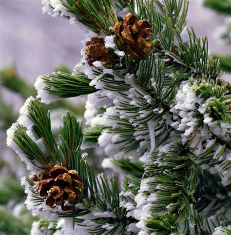 photographs of pine tree forest in winter | Snowy Pine Tree photo PineConeFrost-72.jpg | Árboles ...