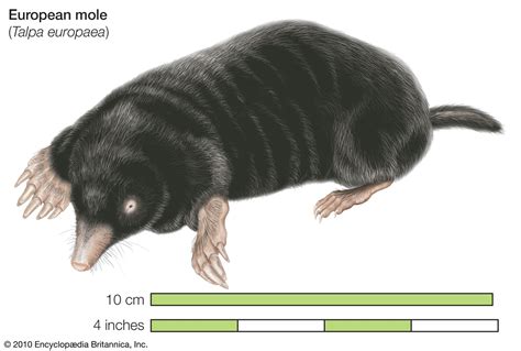 Characteristics and behavior of the moles | Britannica