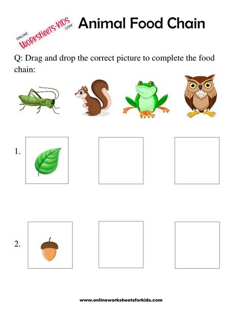 Animal Food Chain Worksheet For Grade 1-3