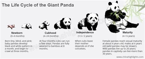 Giant Panda Behavior, What Do They Do, What Do They Eat