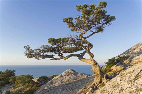 12 Types of Juniper in Native and Landscaped Habitats