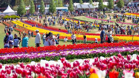 Tulip Festival 2024 Melbourne - Meggy Maddie