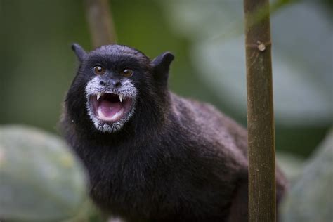 Beyond the Galapagos: up close with Ecuador's wildlife - International ...