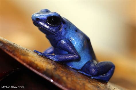 Blue Poison Dart Frog