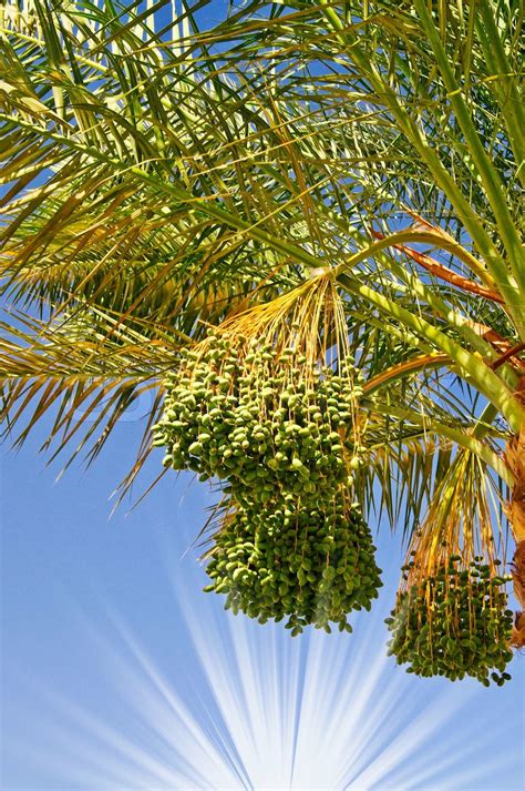 Date palm with bunches of unripe dates | Stock image | Colourbox