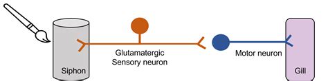 Molecular Mechanisms of Memory: Aplysia – Introduction to Neuroscience