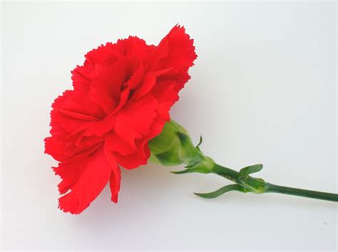 Beautiful Red Carnation - Colors Photo (34691884) - Fanpop