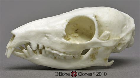 Bone Clones® Tree Shrew Skull Cast (Replica), BC-083