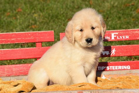 AKC Registered Golden Retriever Puppy For Sale Male Toby Millersburg ...