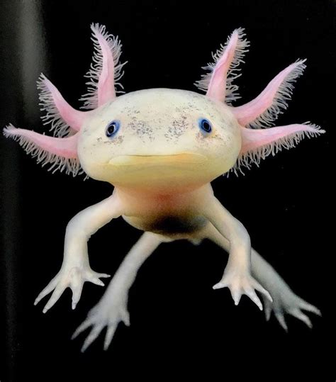 Critically Endangered Axolotl Salamander by @timflachphotography | Garip hayvanlar, Nadide ...